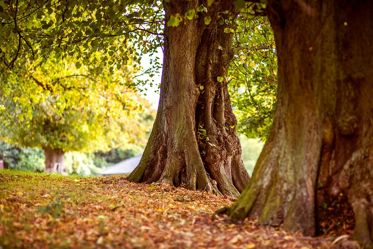 When The Leaves Fall Away