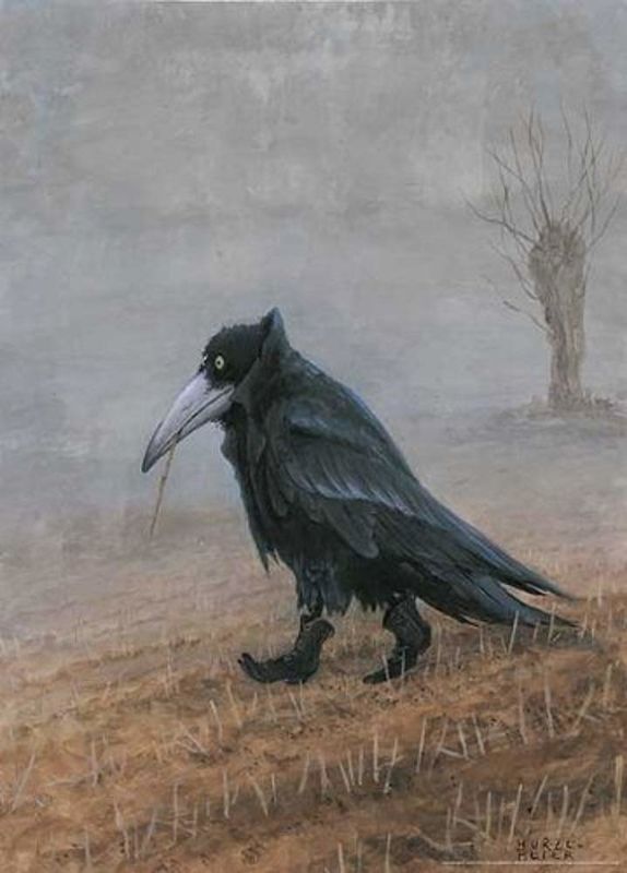 Augury 