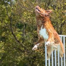 The celebrated jumping dog of Montgomery County The celebrated jumping dog of Montgomery County