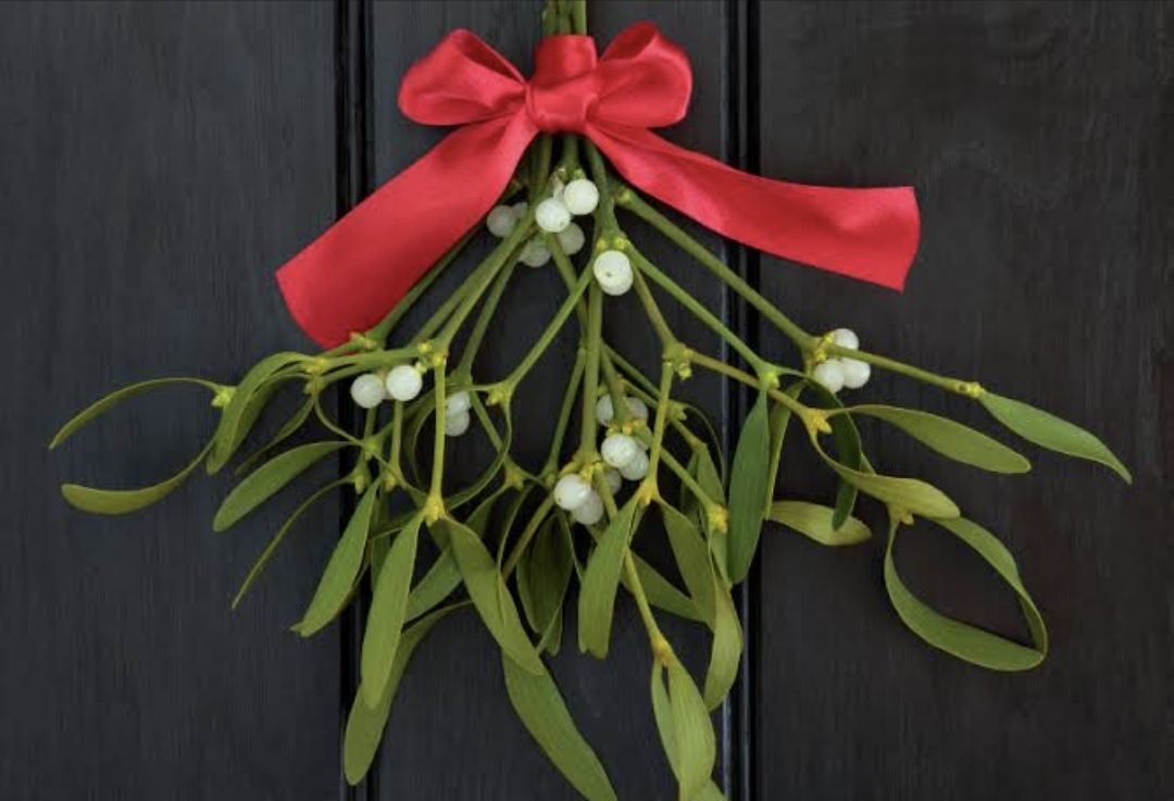 Mistletoe 