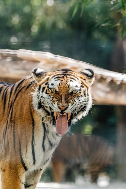 TIGER SURVIVAL