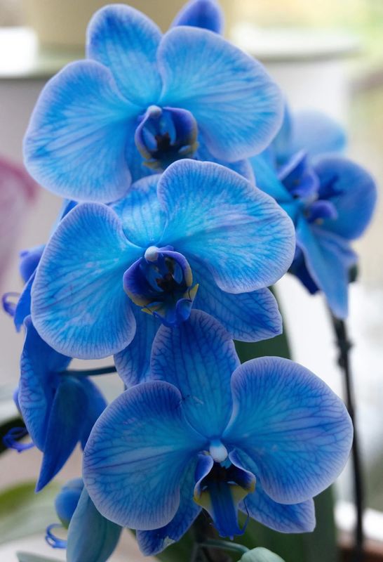 When Tears Dissipate with the Mist