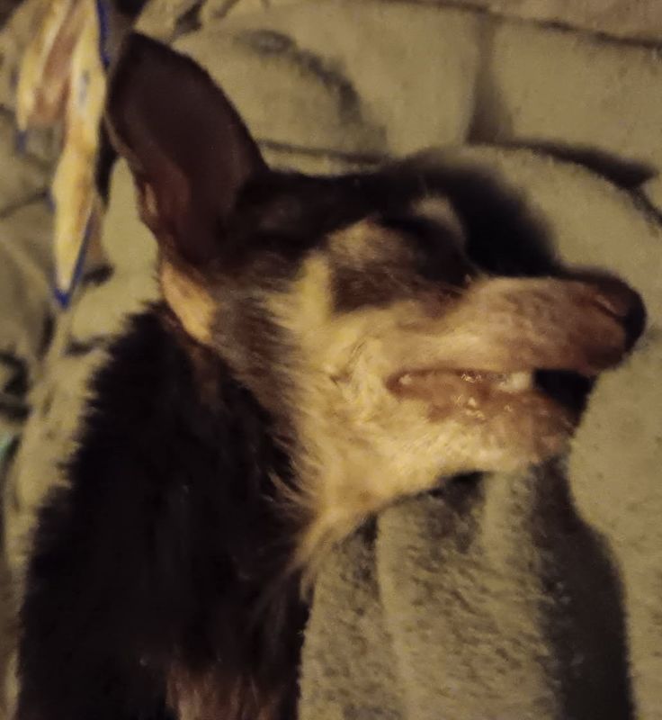 Rest In Peace, Hazel VI