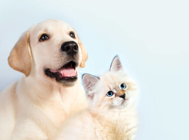 Whispers of The Heart: The puppy & The kitty 