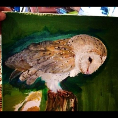 Barn Owl