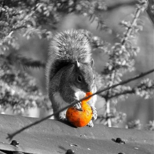 squirrel