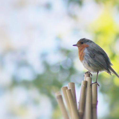 Robin