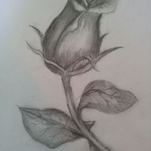 rose