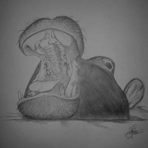 Hippo Yawning