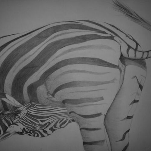 Zebra Fawn Nunrsing