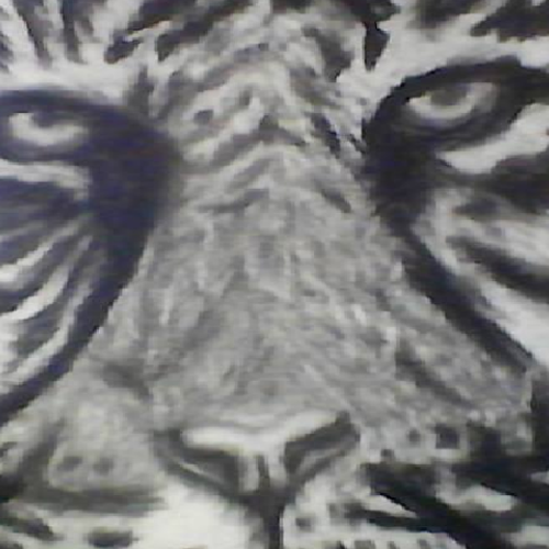 tiger