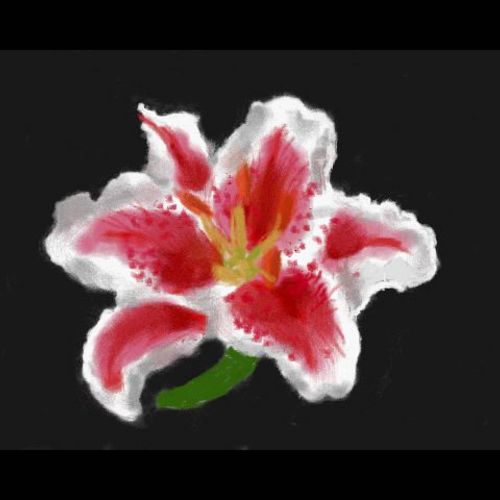 Egyptian Lily