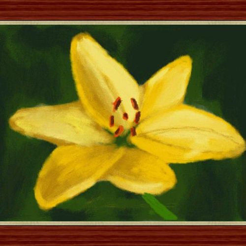 mellow lily yellow