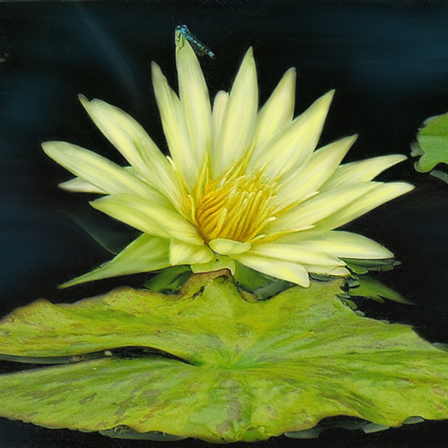 lotus bloom