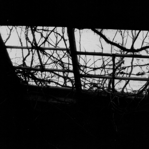 Wild Branches