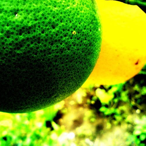 Unripe Oranges