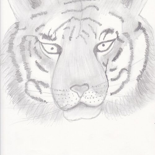 Tiger sketch