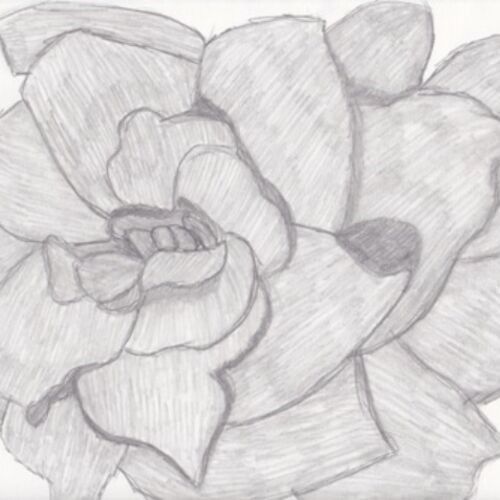 Flower Sketch