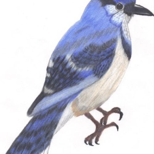 Blue Jay