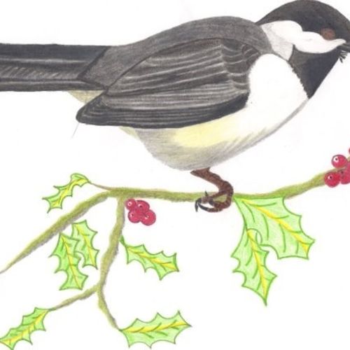 Chickadee