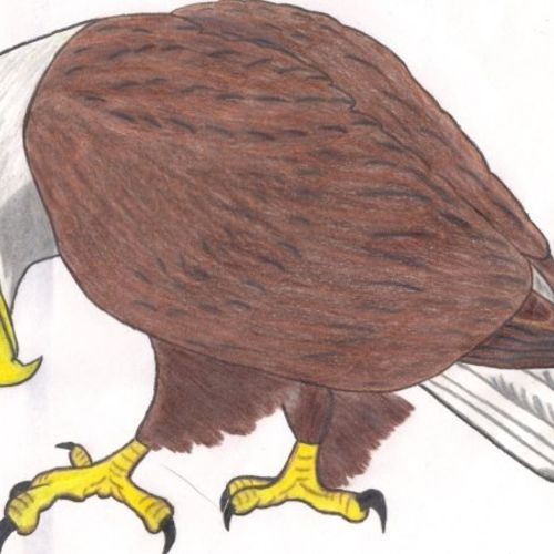 Eagle