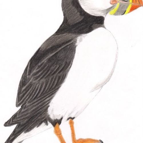 Puffin