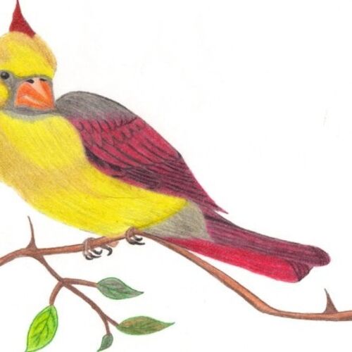 Cardinal