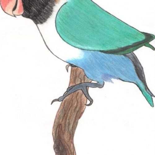 Love Bird