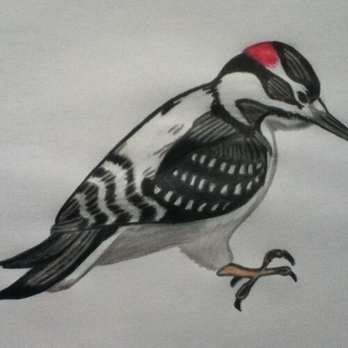 Woodpecker