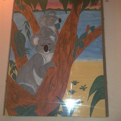 koalas