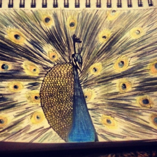 Peacock