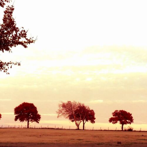 Red Trees