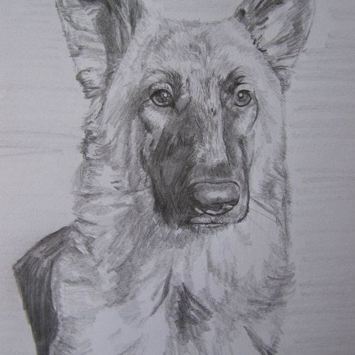 german sheperd dog