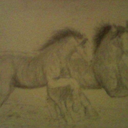 Horses on the run