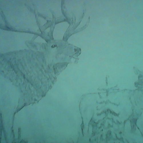 Elk Mating Call
