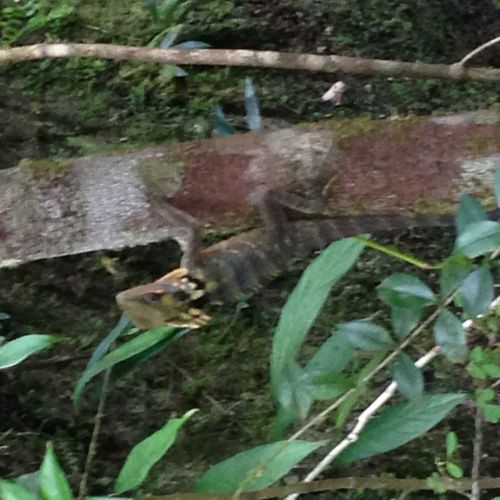 Photograph of Boyd Forest Dragon in the Dainteee Rainforest 