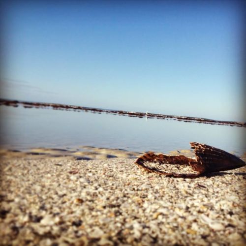 The Lonely Shell