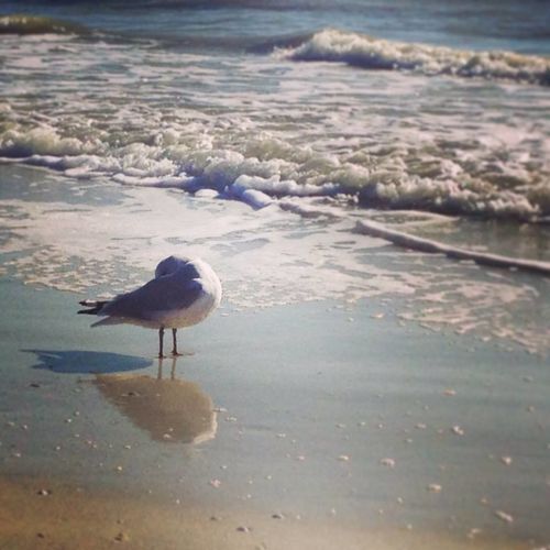 The Gull