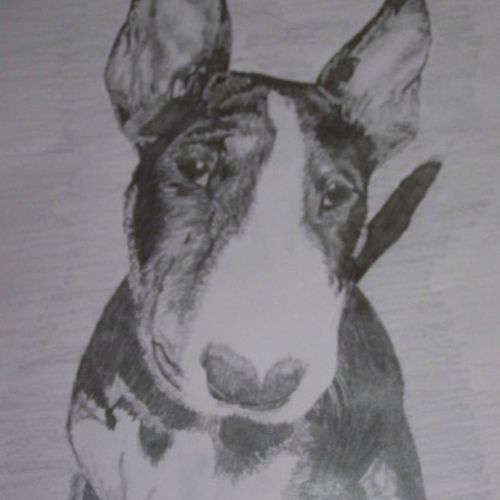 bullnose terrier