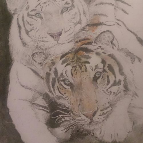 Tiger (now adding colour)