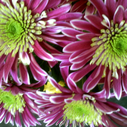 flower power