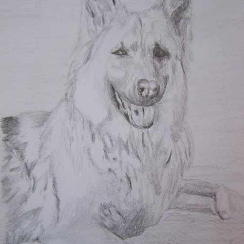 dog portrait