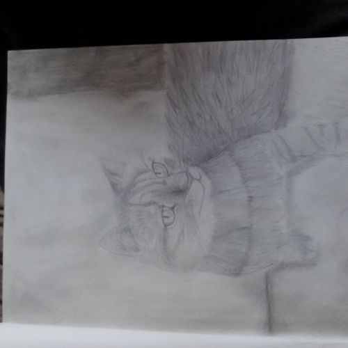 meow 2