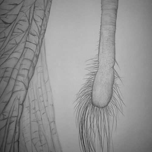 Elephant&#039;s Tail
