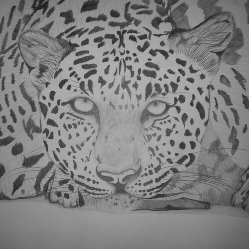 Leopard resting