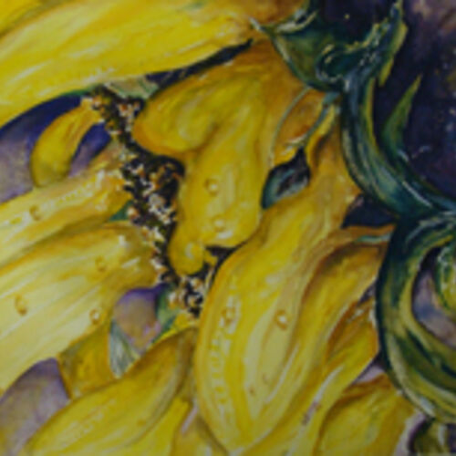 drooping sunflowers after the rain