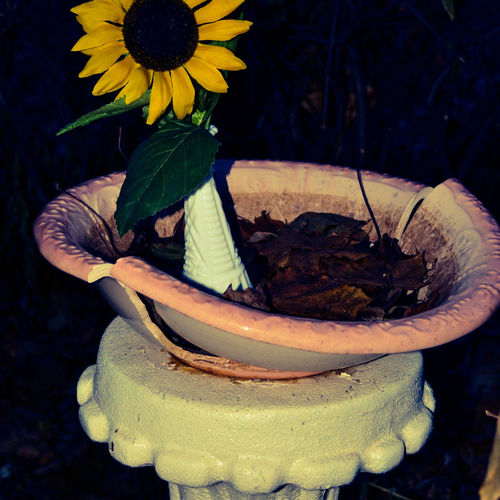 bathing sunflower