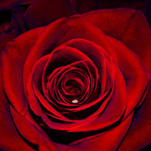 Valentines suprize