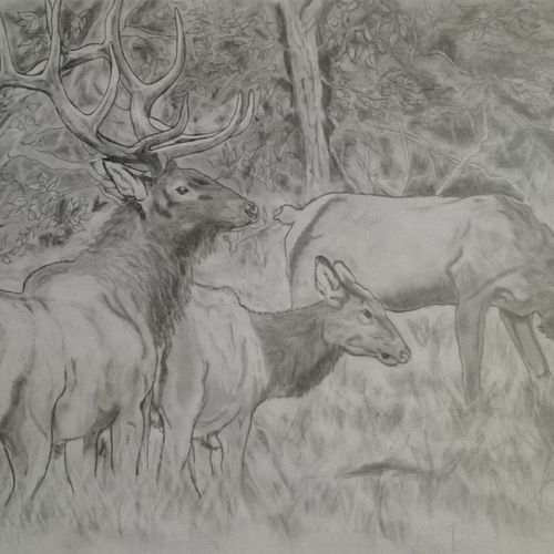 elk