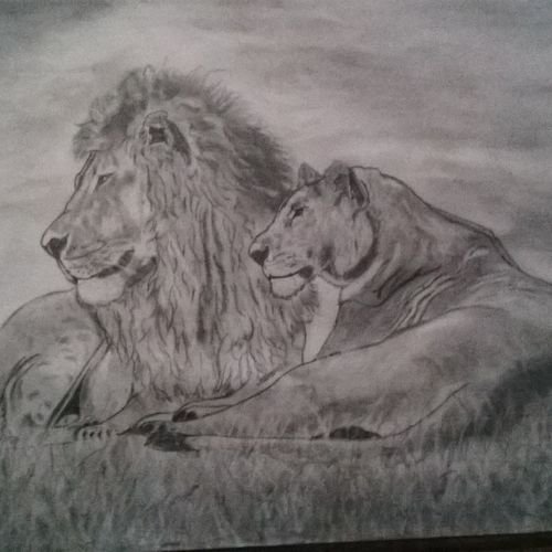 lions